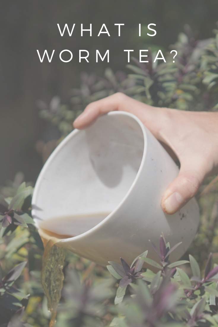 如何制作虫茶:纯天然植物促进汁#虫茶#堆肥#可持续丛林