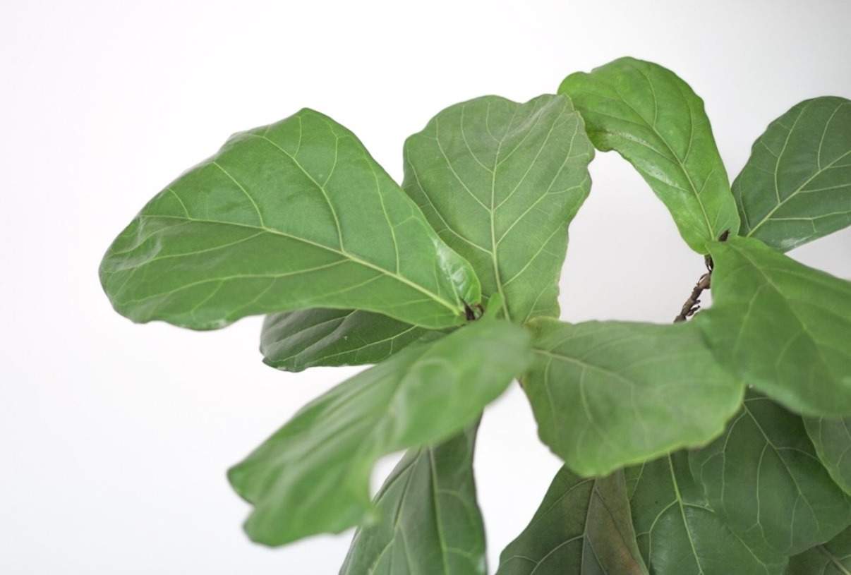 公寓园艺:把这看作是公寓园艺初学者的入门指南……# apartmentgardening # sustainablejungle