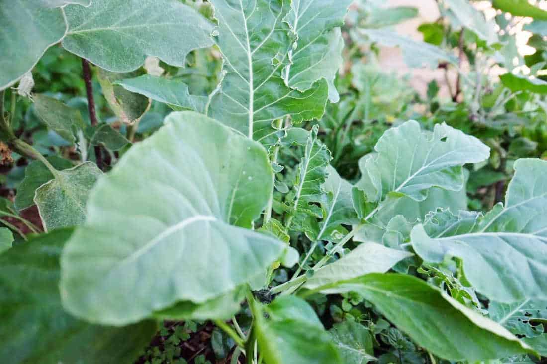 公寓园艺:把这看作是公寓园艺初学者的入门指南……# apartmentgardening # sustainablejungle