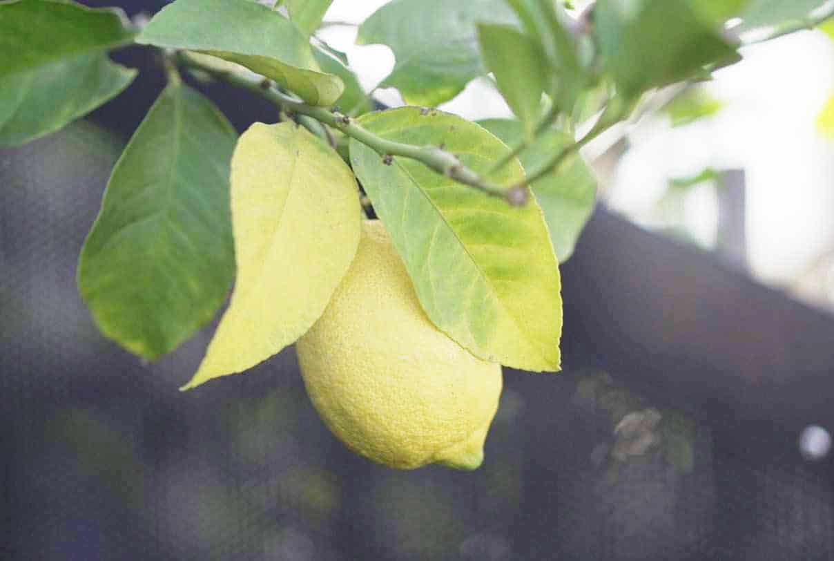 公寓园艺:把这看作是公寓园艺初学者的入门指南……# apartmentgardening # sustainablejungle