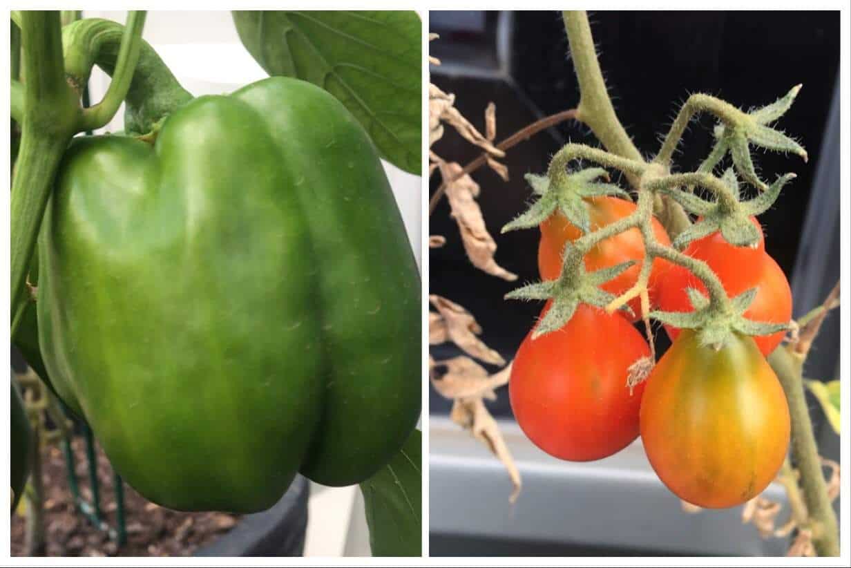 公寓园艺:把这看作是公寓园艺初学者的入门指南……# apartmentgardening # sustainablejungle