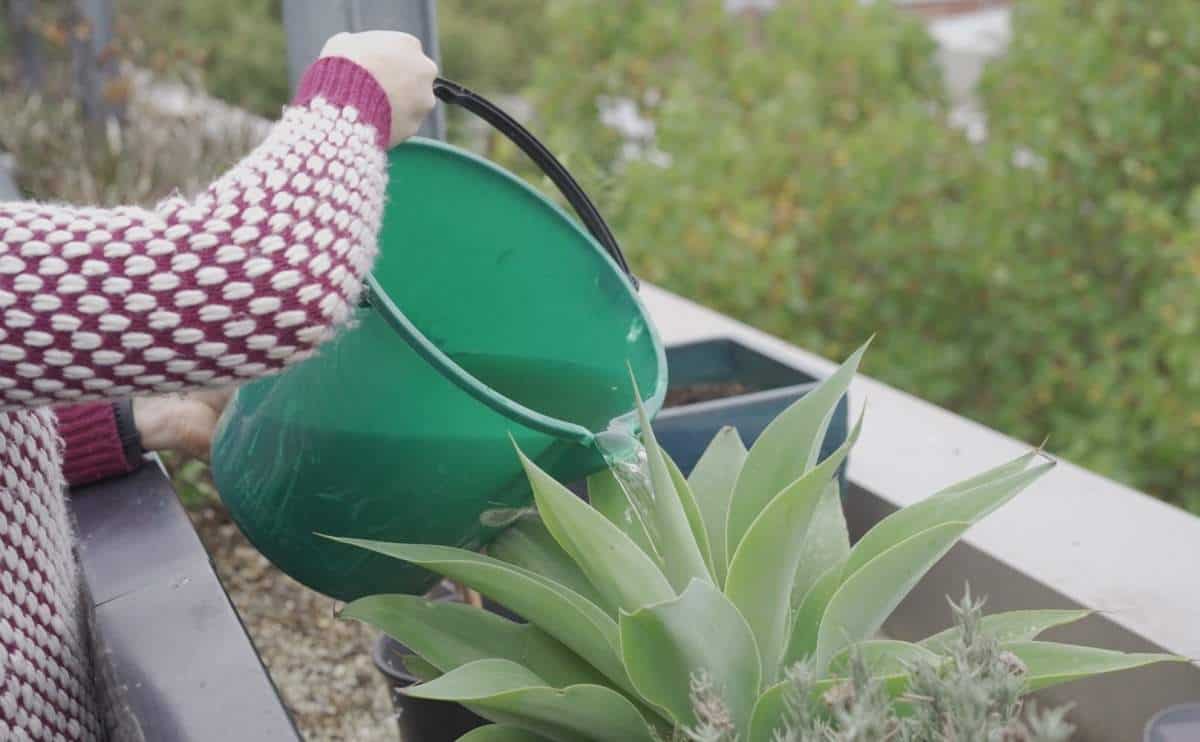公寓园艺:把这看作是公寓园艺初学者的入门指南……# apartmentgardening # sustainablejungle
