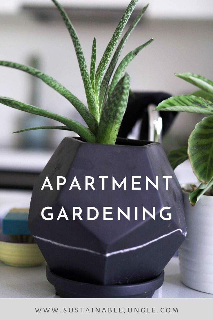 公寓园艺:把这看作是公寓园艺初学者的入门指南……# apartmentgardening # sustainablejungle