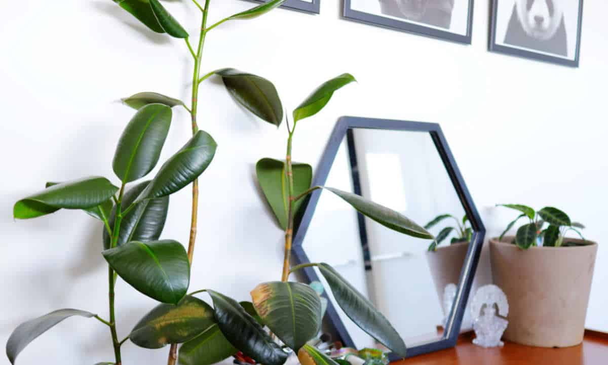 公寓园艺:把这看作是公寓园艺初学者的入门指南……# apartmentgardening # sustainablejungle