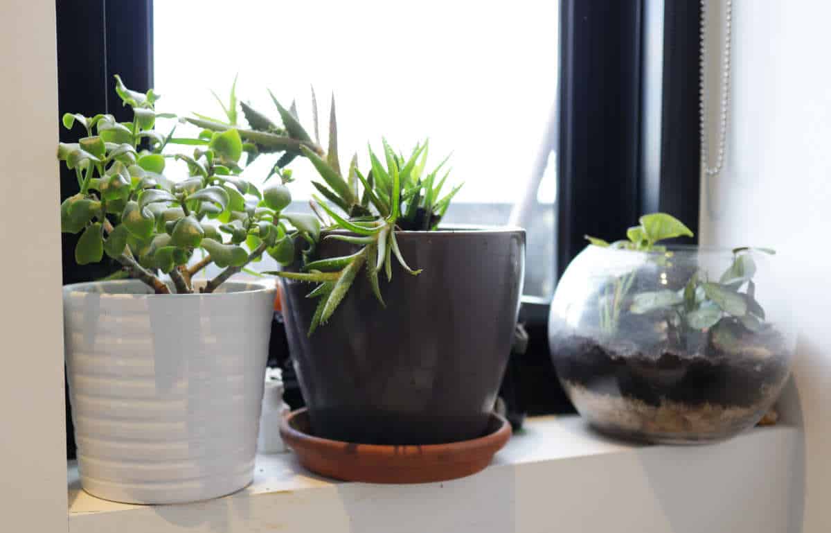 公寓园艺:把这看作是公寓园艺初学者的入门指南……# apartmentgardening # sustainablejungle