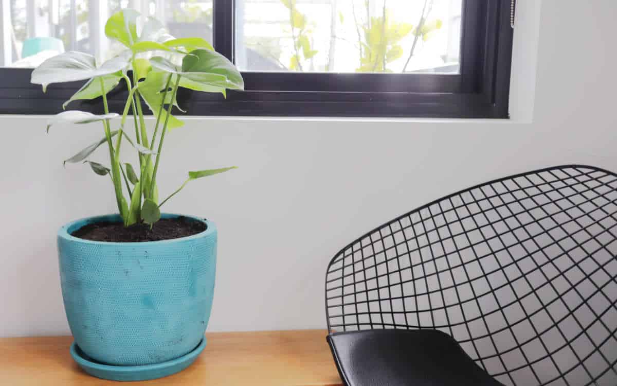 公寓园艺:把这看作是公寓园艺初学者的入门指南……# apartmentgardening # sustainablejungle