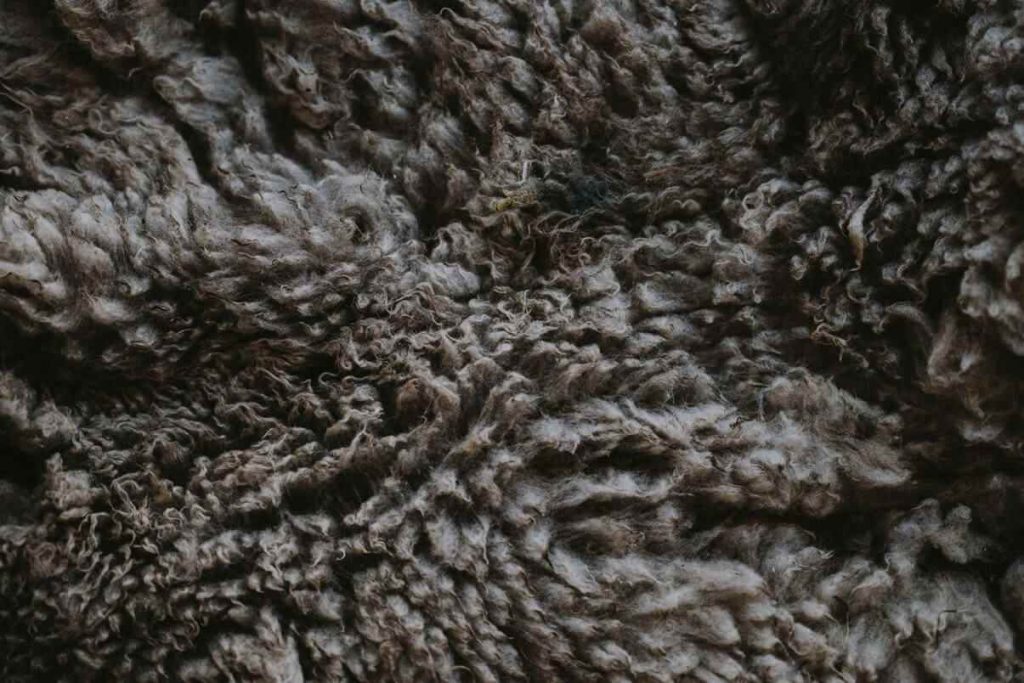 在世界上的一些地方，我们开始为冬天保暖，这可能会让我们想知道一件事——什么是羊毛?安妮·斯普拉特摄于Unsplash #可持续时尚#whatisfleecebob直播app官方下载