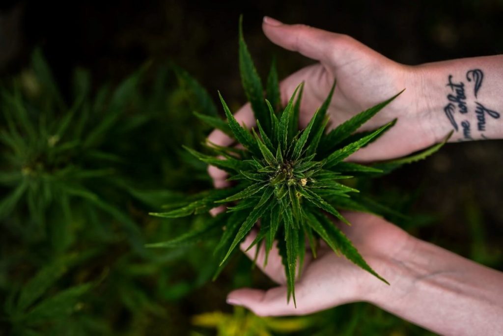 麻织品很时髦。你可能最近才听说大麻纤维,但大麻纤维已经永远存在了bob直播app官方下载
