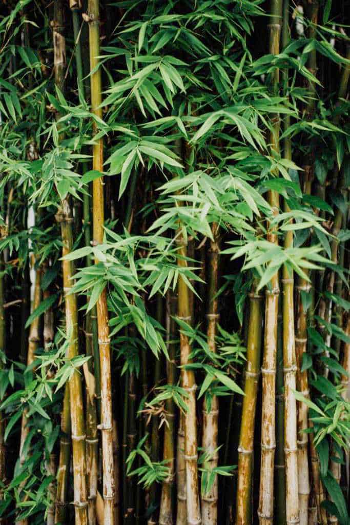 竹制织物:一种适合熊猫食用、对地球友好的材料，还是一种容易被滥用和绿色清洗的流行面料?# bamboofabric # sustainablejungle