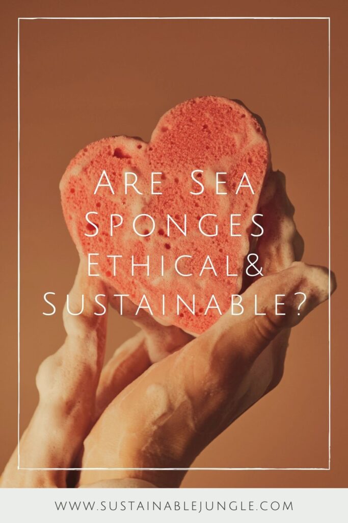 为了真正理解“海绵是可持续的吗?”这个问题的微妙答案。，重要的是要首先了解海绵实际上是动物。Sea-riously !图片来自Victoria Alexandrova via Unsplash #areseaspongesethical #sustainablejungle