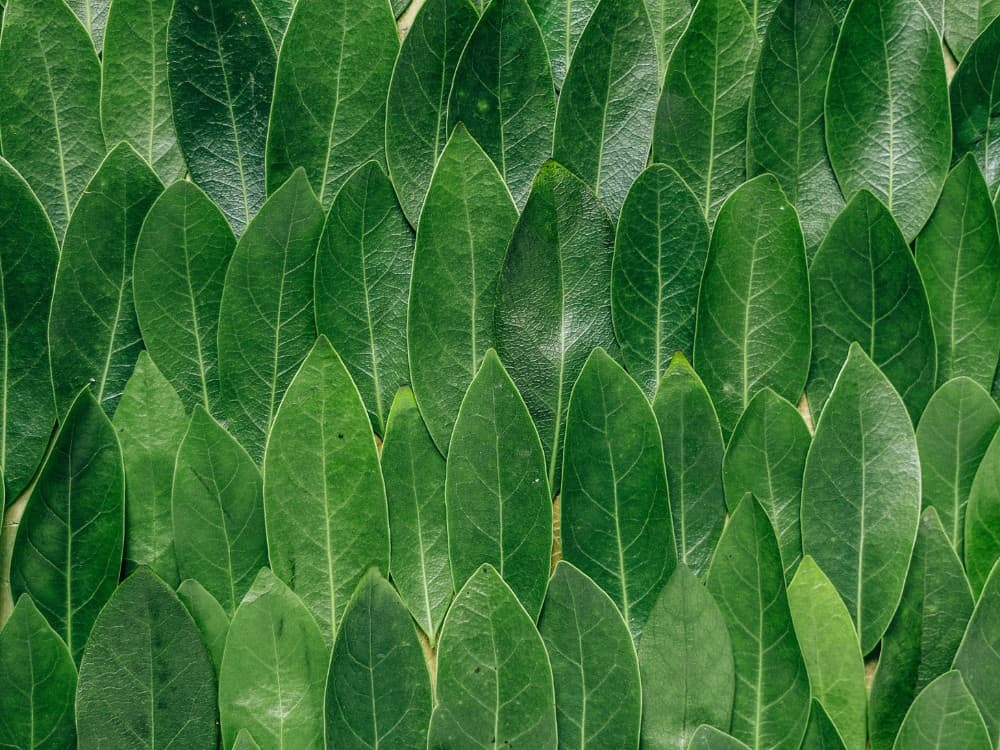 什么是Lyocell面料,其可持续性是否达到标准?#lyocellfabric #lyocelltencelfabric # islyocellfabricsustainable# tencellyocell #whatislyocellfabric #sustainablejungle图片来自Erol Ahmed via Unsplash