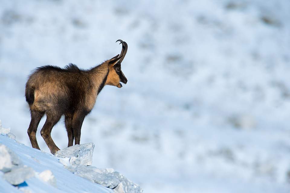 与野生动物冒险的丹妮拉在欧洲萨拉菲#欧洲萨法里追踪狼