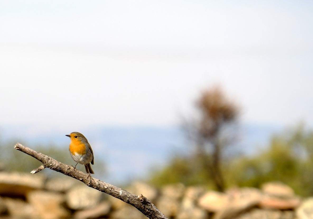 在Faia Brava观鸟与野生动物葡萄牙#秃鹫观赏#葡萄牙
