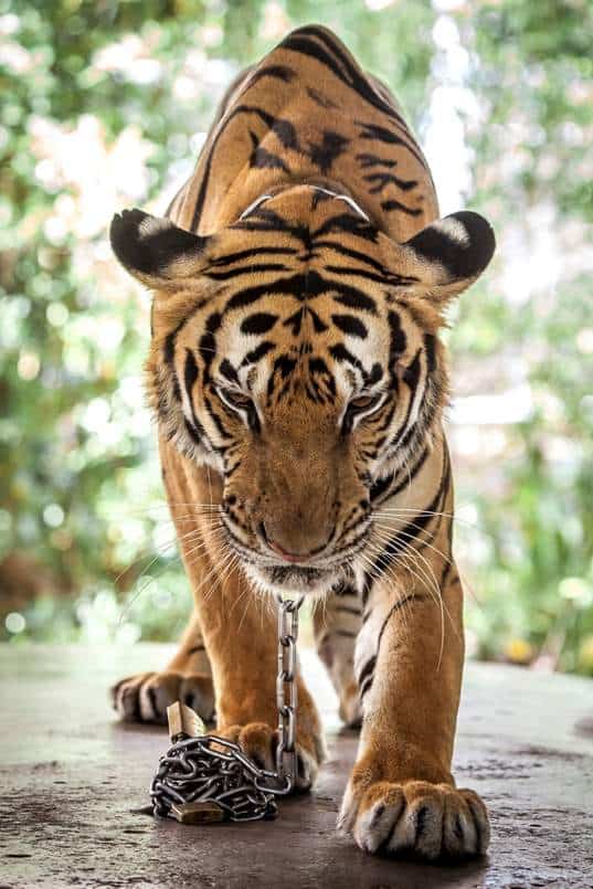 野生动物旅游泰国著名的动物景点背后的残酷现实和试图改变它的人#野生动物旅游#动物虐待