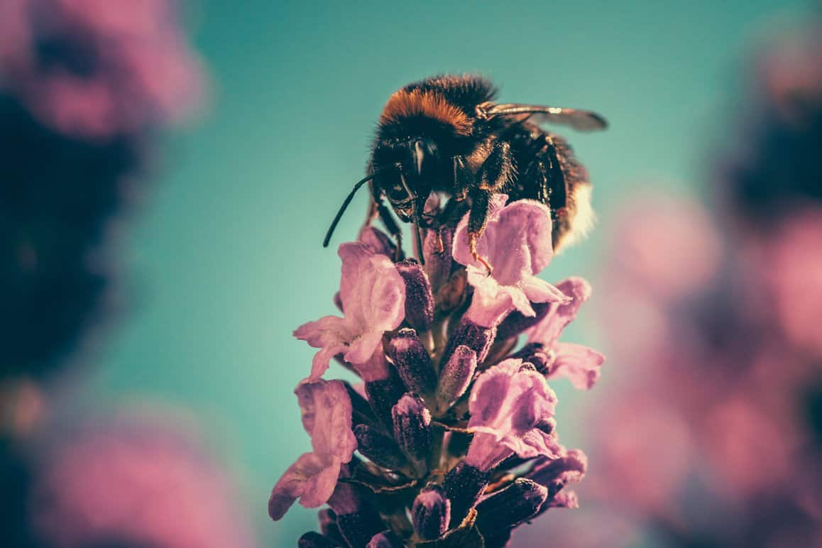 再生农业通过最美味的蜂蜜酒帮助加州的蜜蜂!# Regenerativeagriculture # goldencoastmead