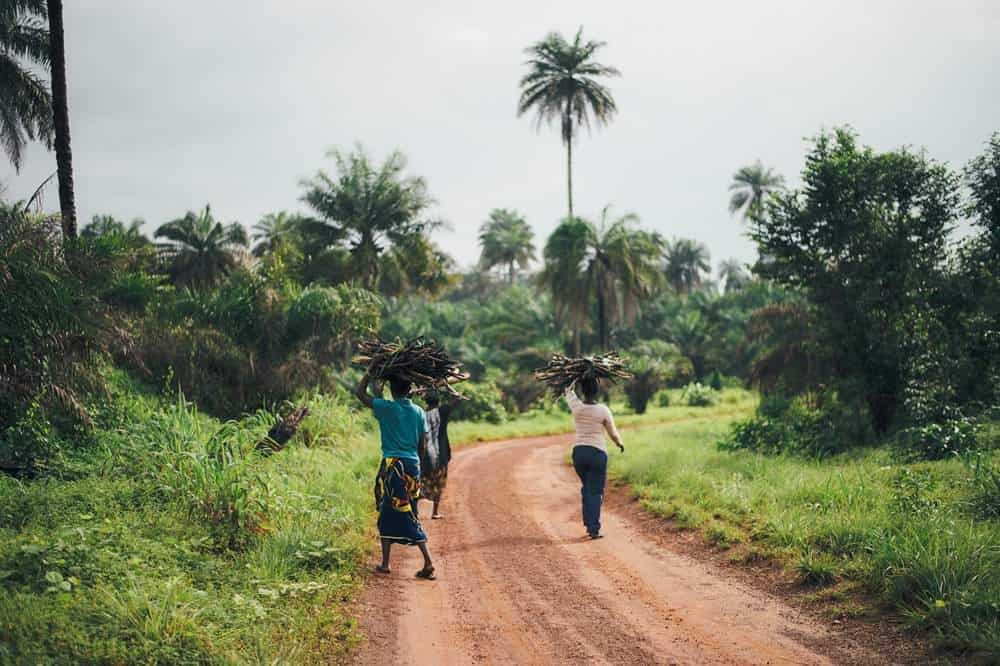 可持续棕榈油:我们找到更好地生产棕榈油的方法了吗?西非塞拉利昂——安妮·斯普拉特摄于Unsplash #可持续棕榈#可持续丛林
