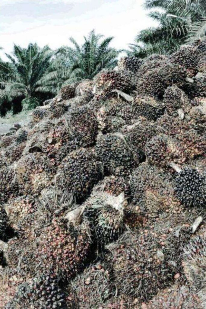 Is sustainable palm oil really sustainable? #sustainablepalmoil