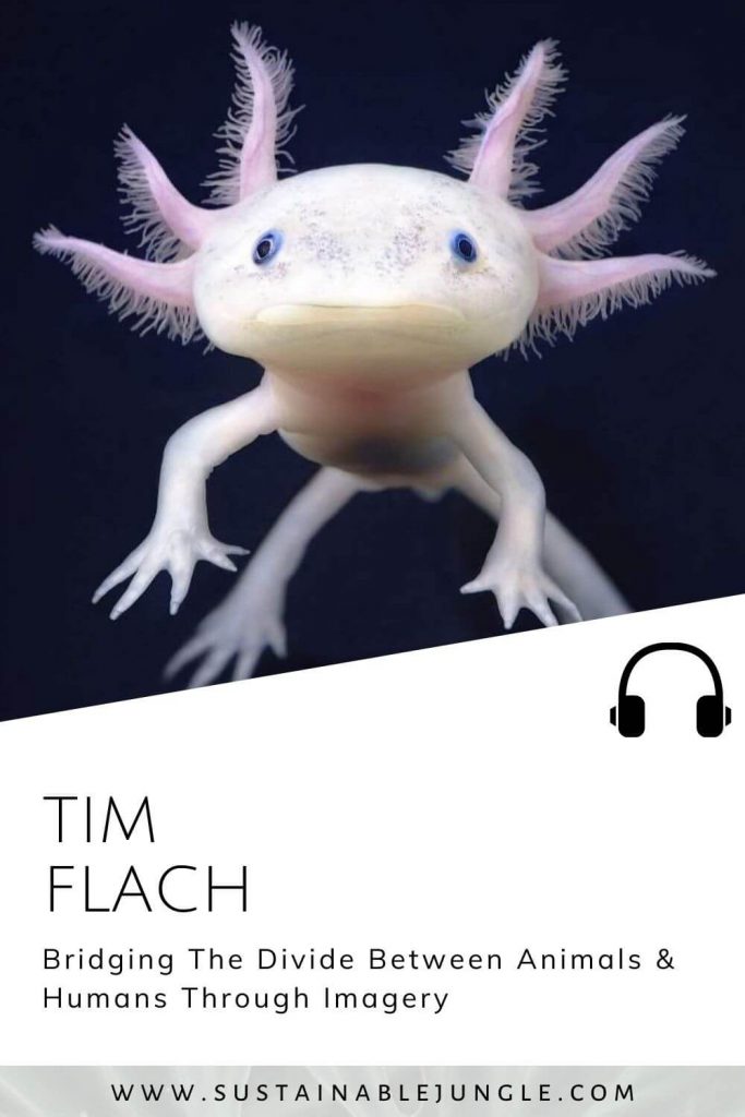 通过Tim Flach在可持续丛林播客#sustainablejungle上的图像弥合动物和人类之间的鸿沟bob电竞官网