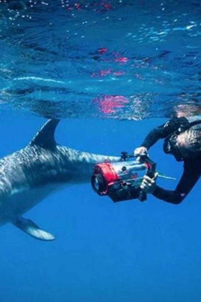 感谢Angie Gullan在可持续丛林播客#可持续丛林上对海豚的爱bob电竞官网