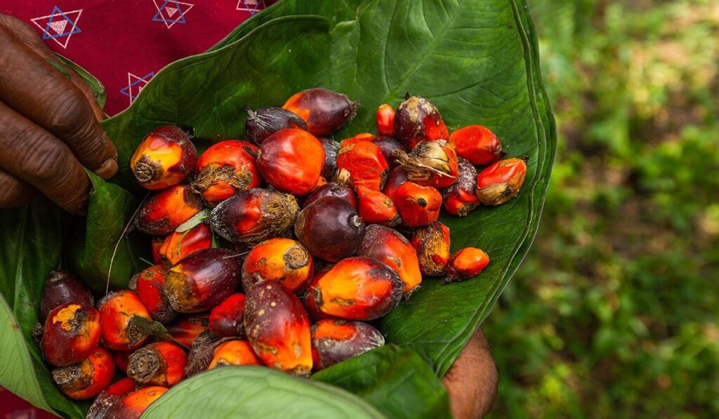 虽然棕榈油本身是一种半透明的、明亮的橙红色，但它的伦理是灰色的。多年来，全世界都认为棕榈油生产是……图片来源:可持续棕榈油圆桌会议(RSPO) #无棕榈油#棕榈油不可持续#可持续丛林