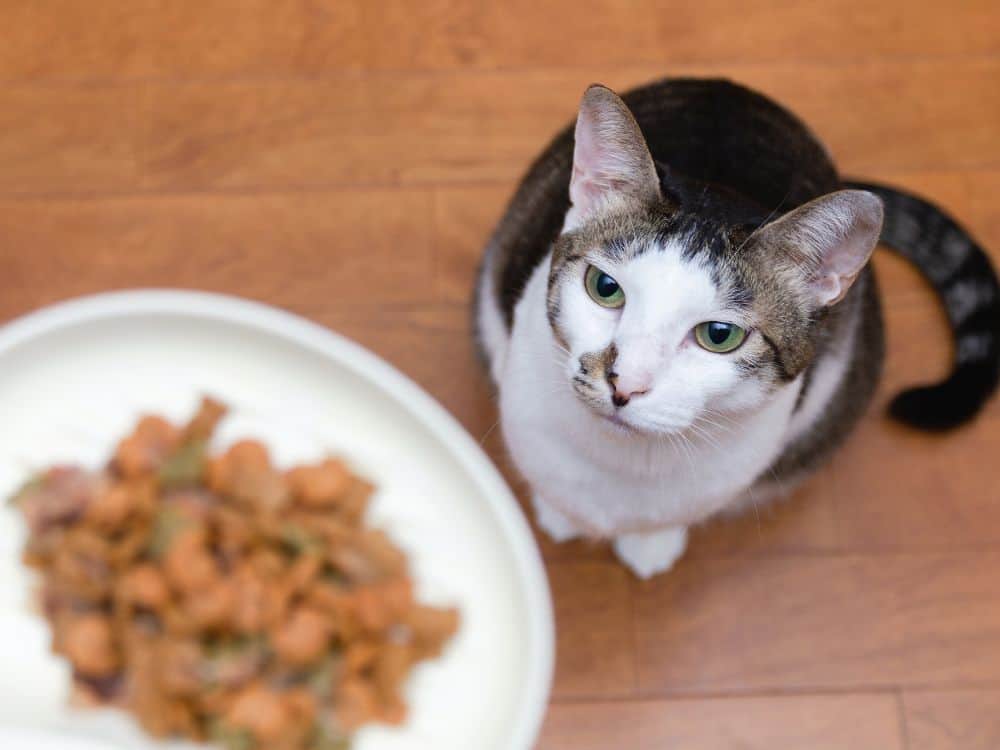 一场肉质辩论:素食猫粮对猫安全吗?图片来源:etsukoN #素食食品#素食食品研究#猫咪素食食品安全#猫咪素食食品健康#素食饮食#素食食品#猫咪素食食品#可持续丛林