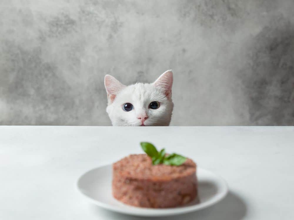 一场肉质辩论:素食猫粮对猫安全吗?图片来源:natashamam #素食食品#素食食品研究#猫咪素食食品安全#猫咪素食食品健康#素食饮食#素食食品#猫咪素食食品#可持续丛林